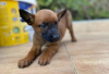 Foto №3. Malinois - Puppies. Serbien