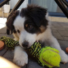 Foto №1. australian shepherd - zum Verkauf in der Stadt Роттердам | verhandelt | Ankündigung № 53341