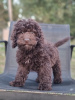 Foto №1. labradoodle - zum Verkauf in der Stadt Tula | 3696€ | Ankündigung № 114610