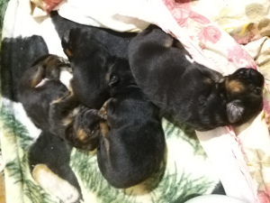 Foto №2 zu Ankündigung № 3659 zu verkaufen deutscher schäferhund - einkaufen Ukraine züchter