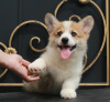 Zusätzliche Fotos: Welsh Corgi Pembroke Welpen von Champion