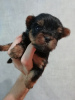 Foto №3. Yorkie/Kawaiiork-Welpen. Estland