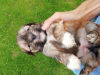 Foto №2 zu Ankündigung № 66735 zu verkaufen shih tzu - einkaufen Estland quotient 	ankündigung, vom kindergarten, züchter