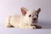 Zusätzliche Fotos: Schöne französische Bulldoggenwelpen