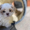 Foto №1. shih tzu - zum Verkauf in der Stadt Florence | 283€ | Ankündigung № 99692