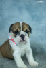 Foto №1. englische bulldogge - zum Verkauf in der Stadt Rom | 350€ | Ankündigung № 110891