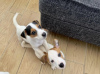 Foto №3. Jack Russel Welpen für ein neues Zuhause verfügbar.. Finnland