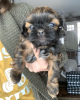 Foto №1. shih tzu - zum Verkauf in der Stadt West New York | 208€ | Ankündigung № 53167