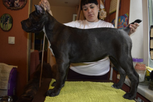 Foto №2 zu Ankündigung № 2696 zu verkaufen cane corso italiano - einkaufen Russische Föderation vom kindergarten, züchter