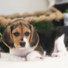 Foto №1. beagle - zum Verkauf in der Stadt Салоники | 615€ | Ankündigung № 50210