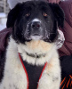 Foto №1. mischlingshund - zum Verkauf in der Stadt Москва | Frei | Ankündigung № 94244