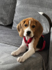 Foto №1. beagle - zum Verkauf in der Stadt Krakau | 239€ | Ankündigung № 123066