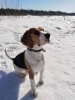 Foto №2. Paarung Service beagle. Preis - verhandelt