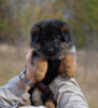 Foto №2 zu Ankündigung № 19590 zu verkaufen deutscher schäferhund - einkaufen Portugal quotient 	ankündigung, vom kindergarten, züchter