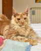 Foto №4. Ich werde verkaufen maine-coon-katze in der Stadt Berlin.  - preis - 284€