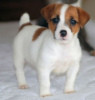 Foto №1. jack russell terrier - zum Verkauf in der Stadt Tel Aviv | 946€ | Ankündigung № 50407