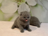 Foto №3. Ab sofort stehen Scottish Fold-Kätzchen zum Verkauf. Deutschland