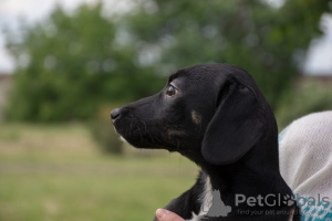 Foto №2 zu Ankündigung № 7289 zu verkaufen mischlingshund - einkaufen Russische Föderation quotient 	ankündigung