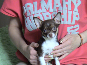 Foto №3. Mini Chihuahua Mädchen.. Russische Föderation