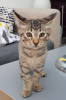 Foto №4. Ich werde verkaufen savannah-katze in der Stadt Los Angeles. quotient 	ankündigung - preis - 284€