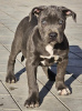 Foto №3. American Bully xl. Serbien