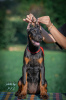 Foto №2 zu Ankündigung № 112796 zu verkaufen dobermann - einkaufen Serbien züchter