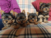 Foto №1. yorkshire terrier - zum Verkauf in der Stadt Калифорния Сити | verhandelt | Ankündigung № 44308