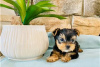 Foto №3. Teacup Yorkshire Terrier Welpe zur kostenlosen Adoption. Deutschland