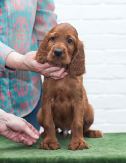 Foto №4. Ich werde verkaufen irish red setter in der Stadt Москва. vom kindergarten - preis - 506€