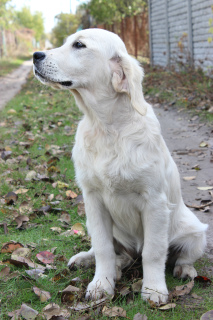 Foto №3. Golden Retriever Welpen. Ukraine