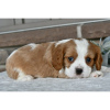 Foto №3. Cavalier King Charles Spaniel verfügbar. USA