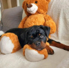 Foto №3. Sprzedam szczenięta Rottweiler gotowe do opuszczenia. Polen