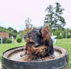 Zusätzliche Fotos: Yorkshire-Terrier-Welpen