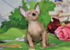 Foto №2 zu Ankündigung № 62365 zu verkaufen sphynx cat - einkaufen Israel vom kindergarten
