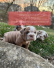 Foto №1. englische bulldogge - zum Verkauf in der Stadt Ronneby | 400€ | Ankündigung № 47596