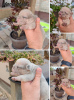 Foto №1. französische bulldogge - zum Verkauf in der Stadt Zrenjanin | verhandelt | Ankündigung № 73043