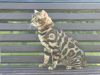 Foto №3. Wunderschöne Bengalkatze GrandInterChampion der Rasse. Großbritannien