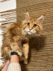 Foto №1. maine-coon-katze - zum Verkauf in der Stadt Kristinestad | 700€ | Ankündigung № 90288