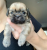 Foto №2 zu Ankündigung № 53167 zu verkaufen shih tzu - einkaufen USA quotient 	ankündigung