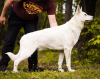 Zusätzliche Fotos: Weißer Schweizer Schäferhund mit kurzen Haaren