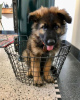 Foto №1. deutscher schäferhund - zum Verkauf in der Stadt Karlovy Vary | 350€ | Ankündigung № 80538