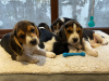 Foto №2 zu Ankündigung № 63451 zu verkaufen beagle - einkaufen USA 