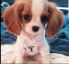 Foto №2 zu Ankündigung № 51360 zu verkaufen cavalier king charles spaniel - einkaufen Britische Jungferninseln quotient 	ankündigung