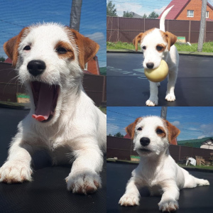 Foto №1. jack russell terrier - zum Verkauf in der Stadt Moskau | 511€ | Ankündigung № 2534