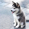 Foto №1. siberian husky - zum Verkauf in der Stadt Varna | verhandelt | Ankündigung № 111777