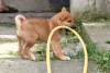 Foto №3. Shiba Inu-Welpen. Serbien