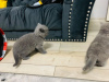 Zusätzliche Fotos: Aanbiddelijk Blauw Brits Korthaar Kitten
