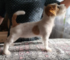 Foto №2 zu Ankündigung № 10491 zu verkaufen jack russell terrier - einkaufen Weißrussland quotient 	ankündigung