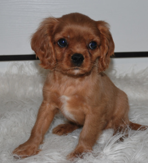 Foto №2 zu Ankündigung № 3933 zu verkaufen cavalier king charles spaniel - einkaufen Russische Föderation vom kindergarten