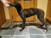 Foto №4. Ich werde verkaufen greyhound in der Stadt Sligo. züchter - preis - verhandelt